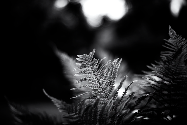 _DSC6546-BW-ST.png