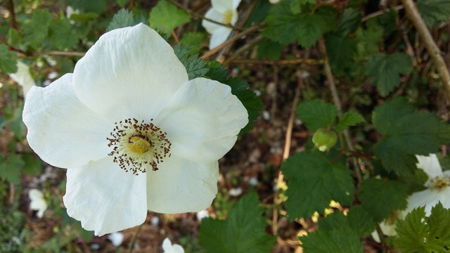 wild white rose.jpg