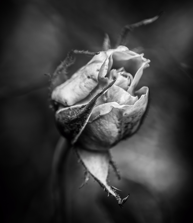 DSC_7264-BW-ST.png