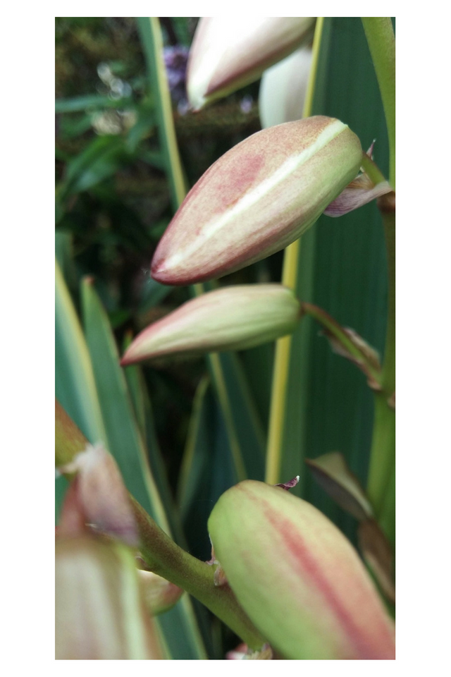 macro flower.png