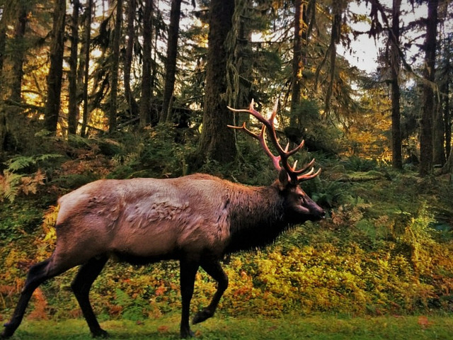 Bull-Elk-in-Hoh-Rain-Forest-Olympic-National-Park-2traveldads.com_.jpg