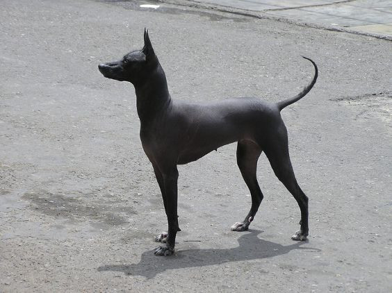 Peruvian_Hairless_Dog_1 Hookery=Yuri Hooker 3.0 unported.jpg