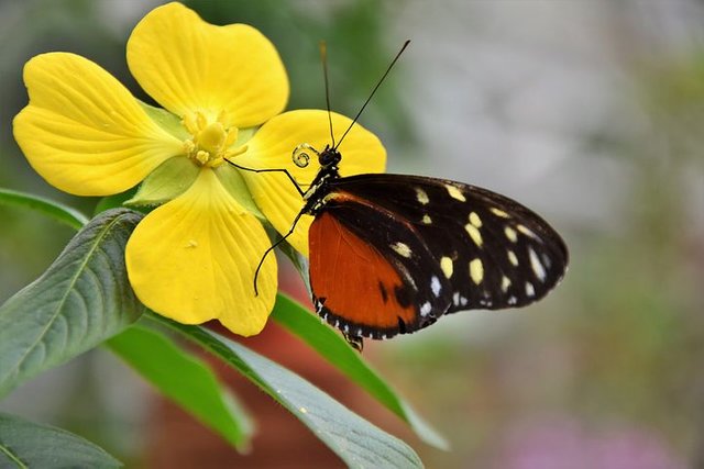 painted-lady-3217435__480.jpg