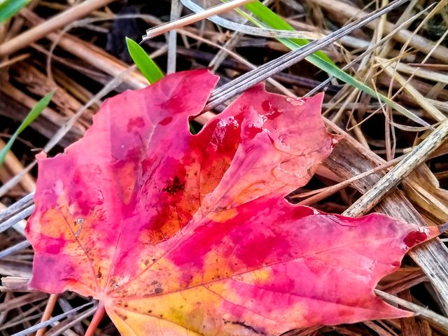 IMG_20180925_174546_HDR-2.jpg