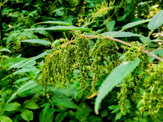 IMG_20180803_111151_HDR-2.jpg
