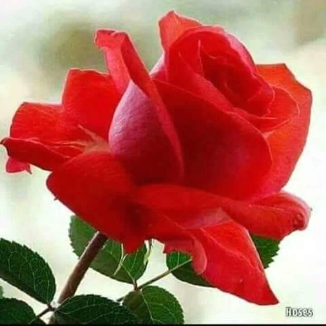 received_197475500999842.jpeg