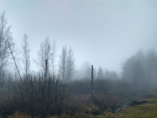 IMG_20181105_111429_HDR-2.jpg