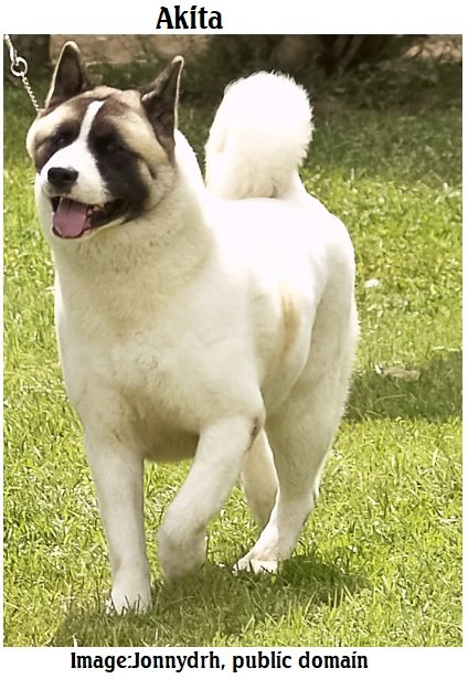 Akita Jonnydrh public.jpg