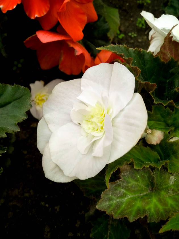 IMG_20180726_145639_HDR-2.jpg