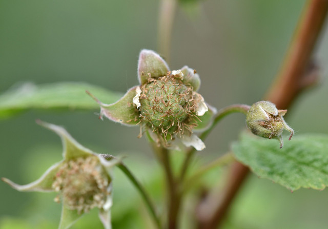 raspberry green macro.jpg