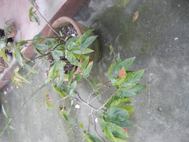 received_469460777014524.jpeg