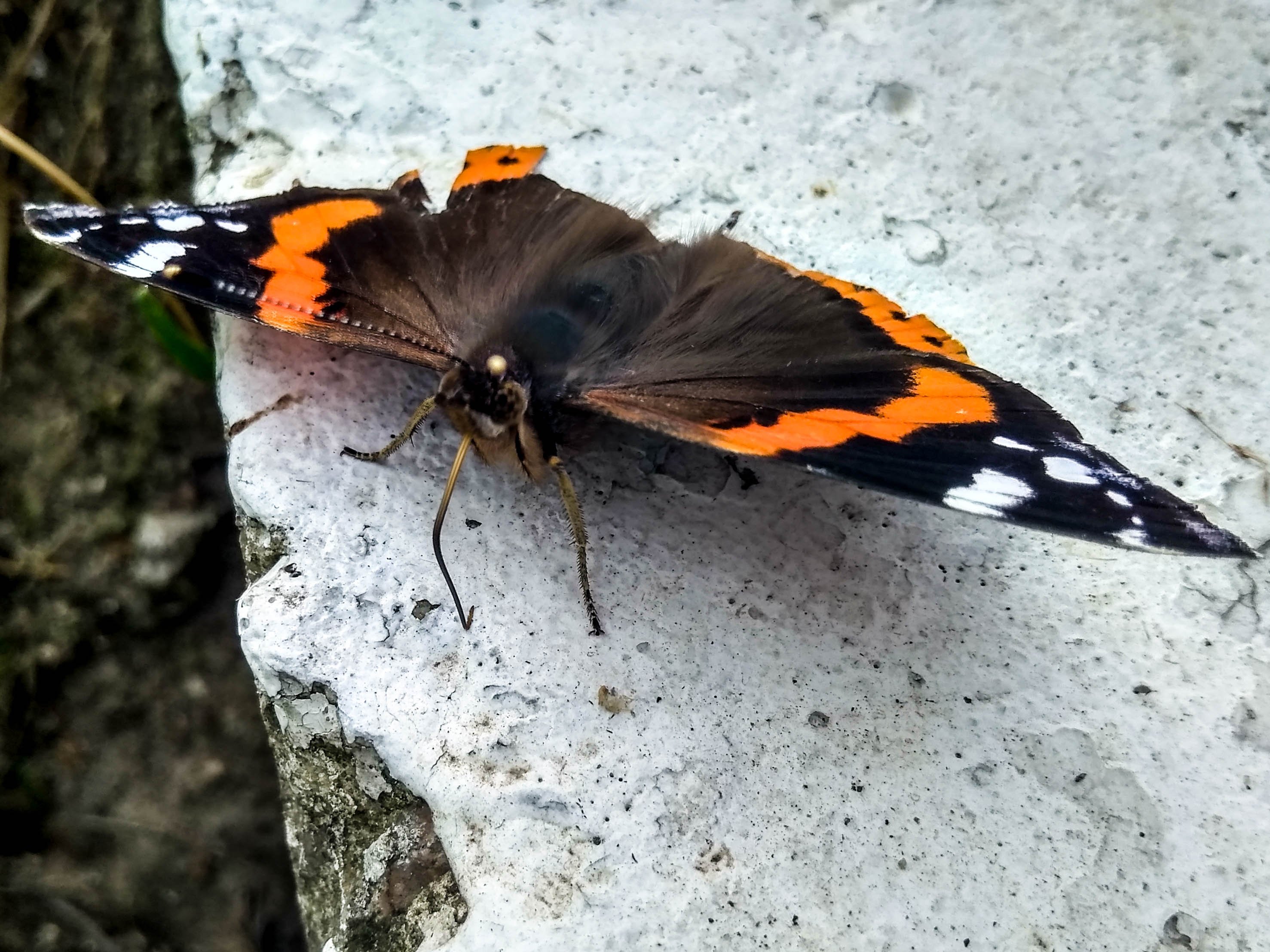 булавоусые чешуекрылые бабочки. бабочка 7 4. данаида монарх. переливница малая (тополевая). поймать бабочку.