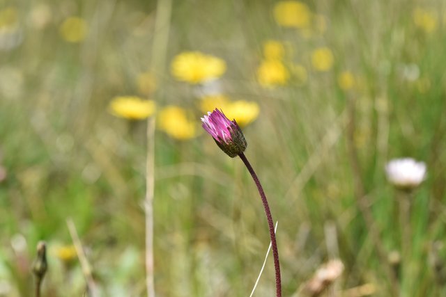 Daisy pink bud lawn.jpg