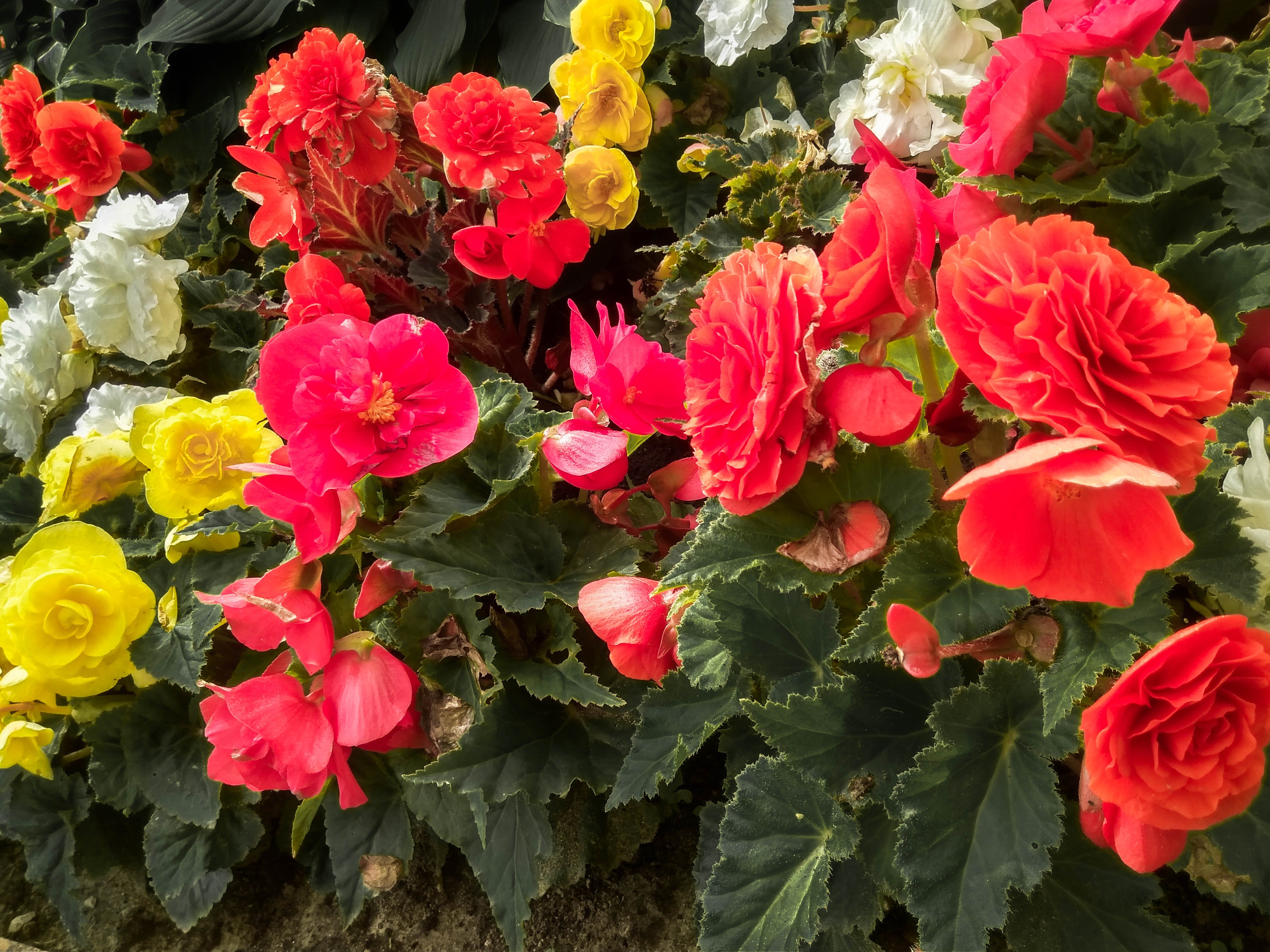 Ballarats Begonias