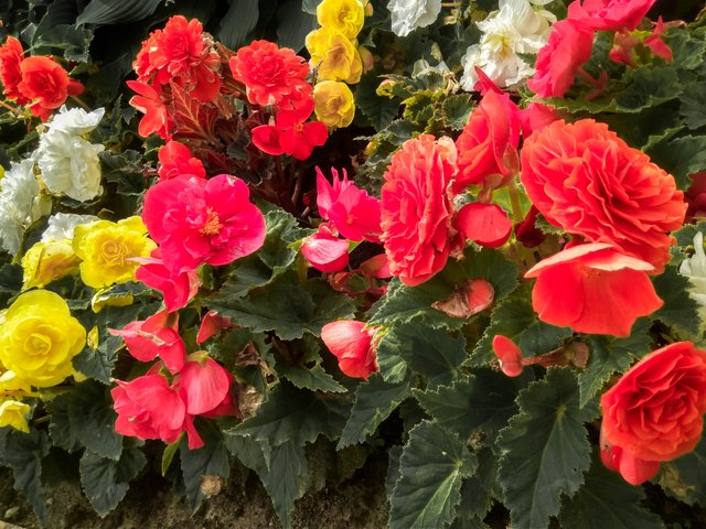 IMG_20180726_145805_HDR-2.jpg