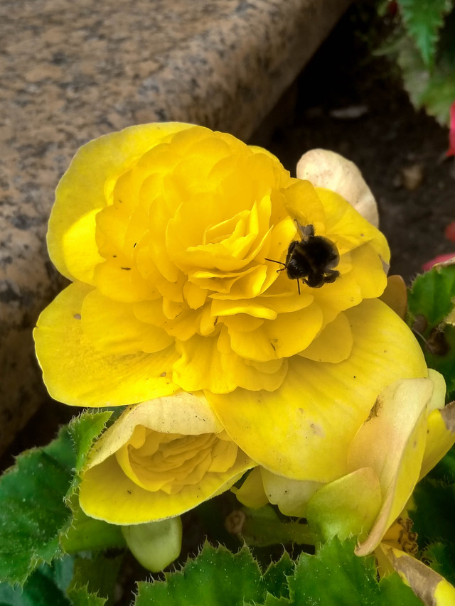 IMG_20180726_145613_HDR-2.jpg