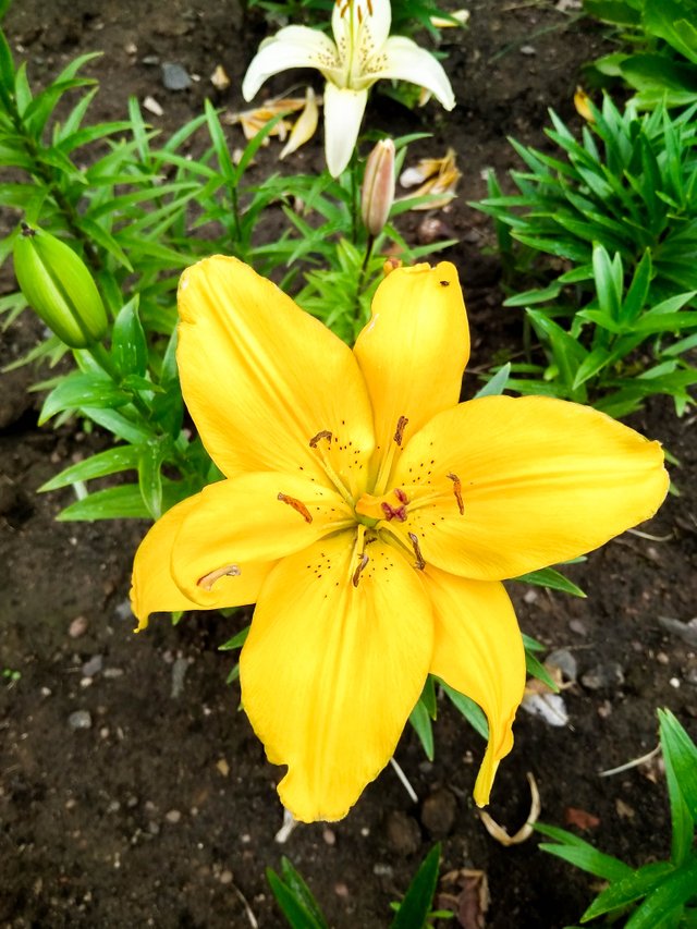 IMG_20180625_174220_HDR-2.jpg