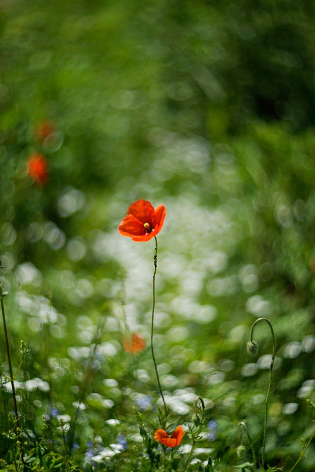 poppy white bokeh 2.jpg
