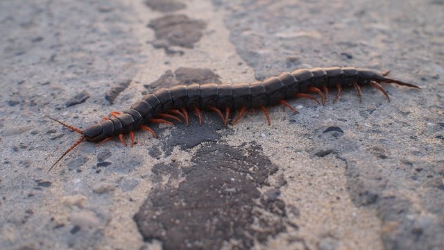 centipede-1672189_960_720.jpg