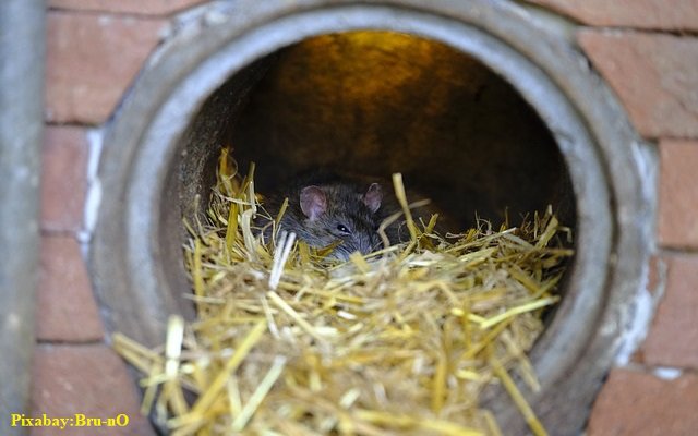 rat pixabay wake up.jpg