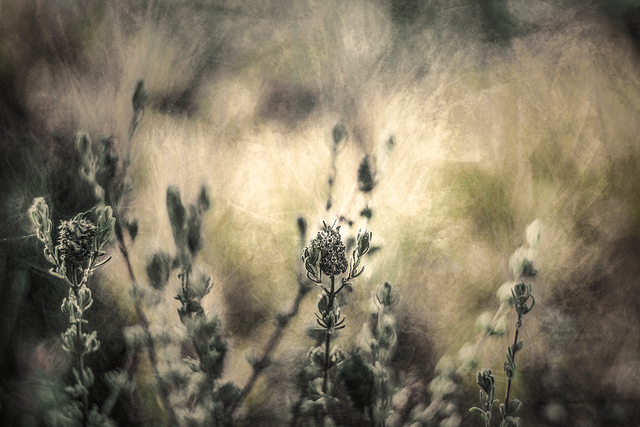DSC01746-2-CHi-2-Exp-2-ST.png