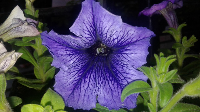 thumbnail_20171209_121729.jpg