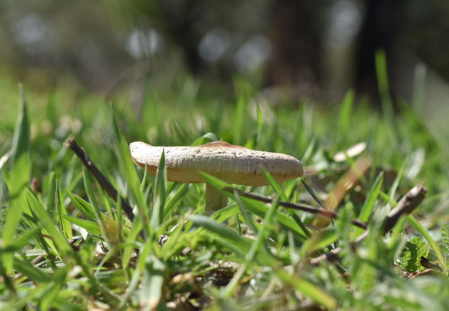 white mushroomm grass.jpg