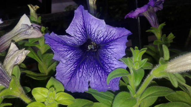 thumbnail_20171209_121732.jpg