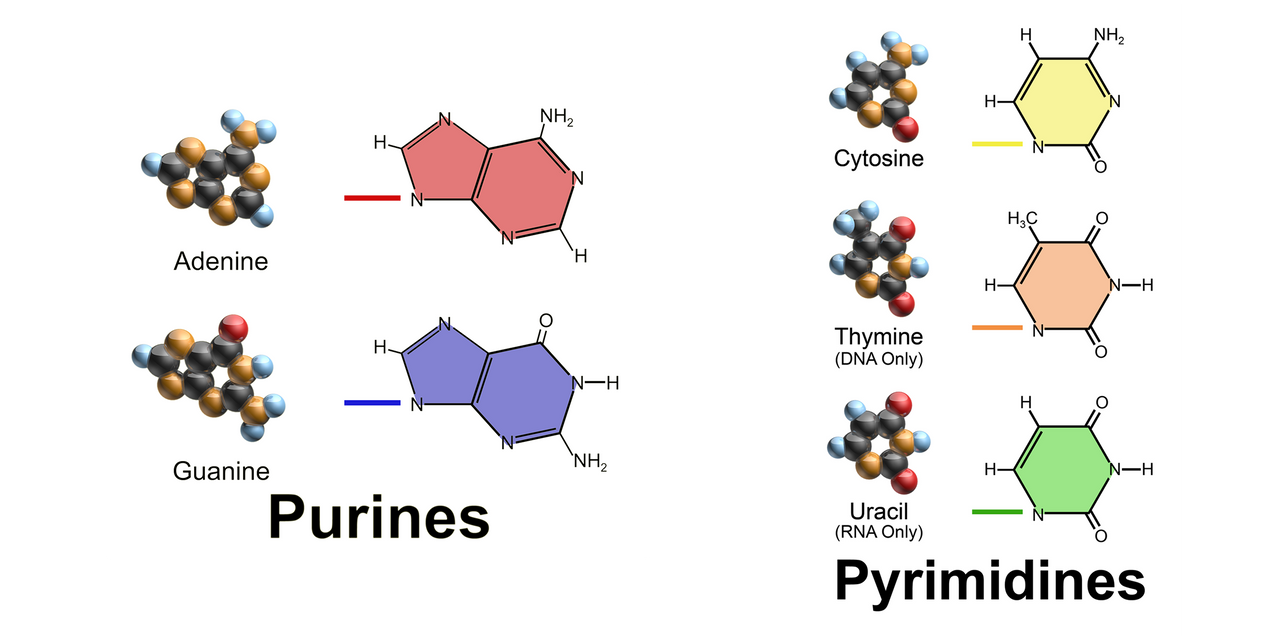 Тимин цитозин. Тимин гуанин. Аденин гуанин цитозин Тимин урацил. Цитозин химия.