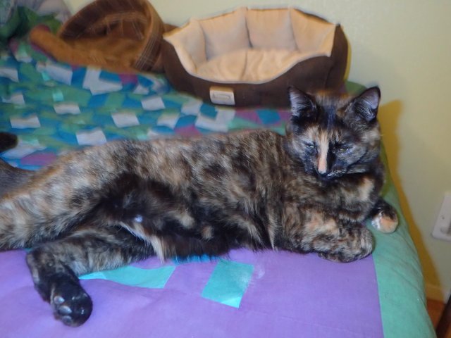 (2018-02-11 23-13-07)OLYMPUS DIGITAL CAMERA OLYMPUS CORPORATION TG-4 (4608x3456).JPEG
