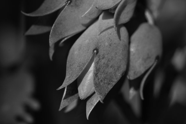 Kalanchoe lucky bells bud bw.jpg