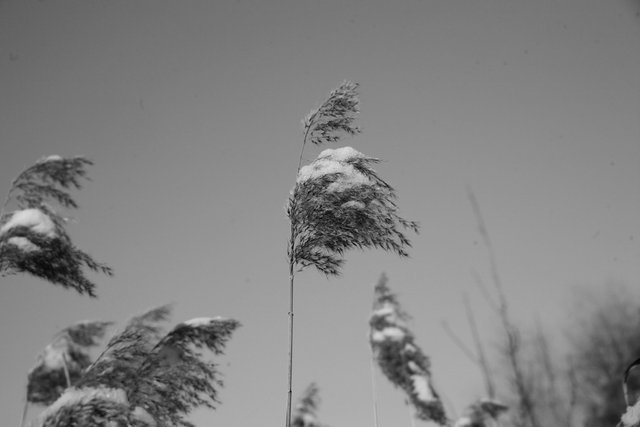 snow winter dry grass 1 bw.jpg