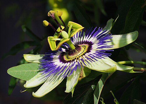Passiflora_caerulea_(makro_close-up).jpg