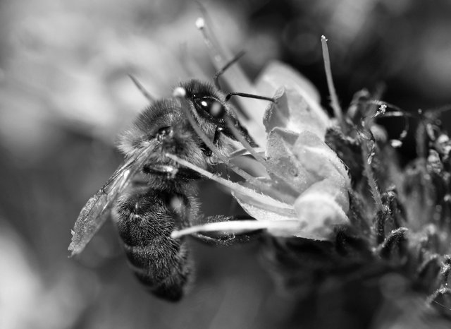 Bee blue flower macro 1 bw.jpg