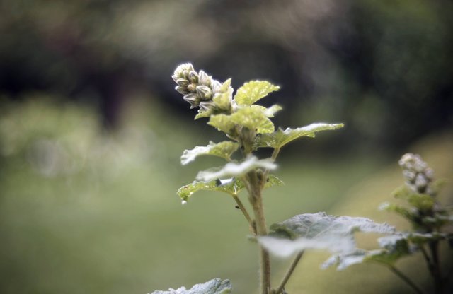 Hollyhock buds green bokeh 2.jpg