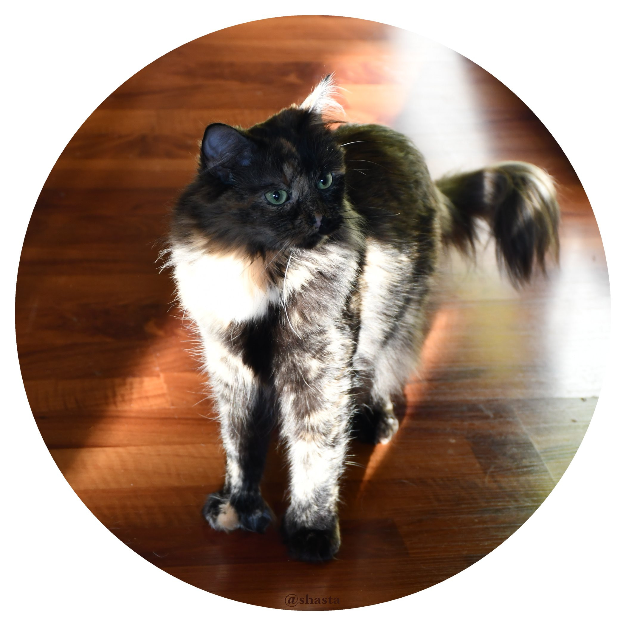 shasta2018june16th47redfontcatday8io.jpg