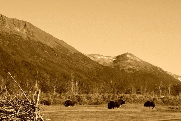 shasta2019may6th47mountainmuskox22io.gif