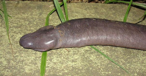 strange-animals-you-didnt-know-2-1-2.jpg