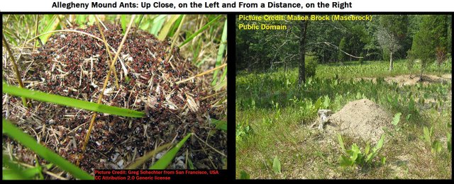 allegheny ant mounds, together.jpg