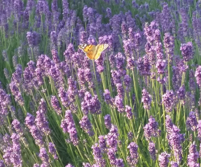 english lavender.JPG
