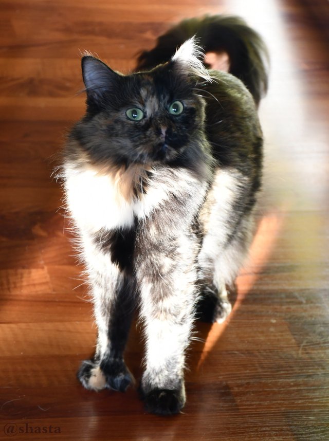 shasta2018june16th47redfontcatday7io.jpg