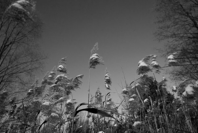 snow winter dry grass 2 bw.jpg