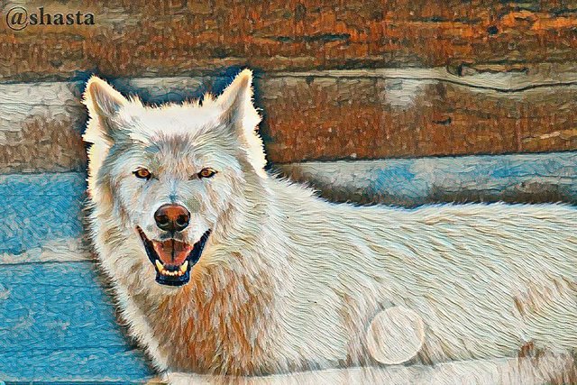 shasta2018sept23rd47wolflandscape5io.jpg