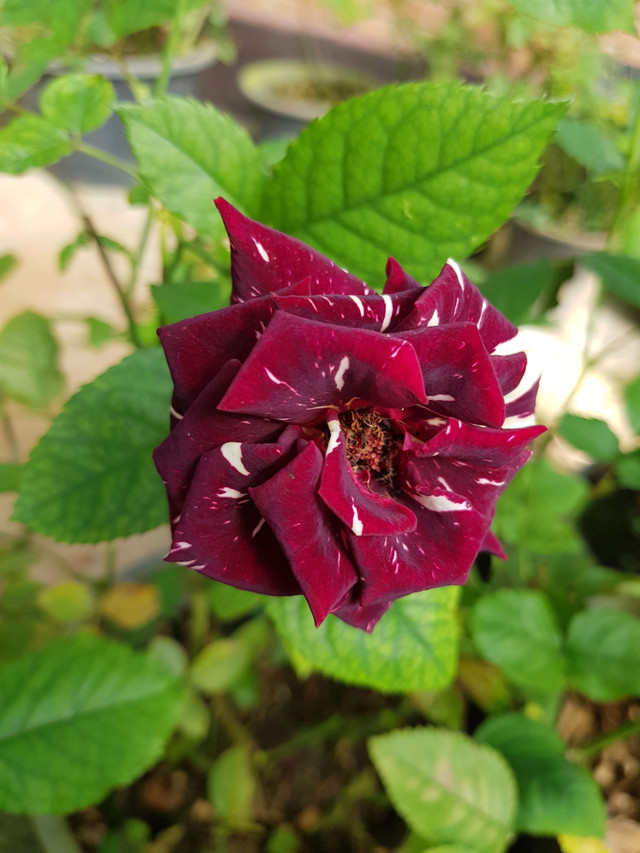 20171102_094014.jpg