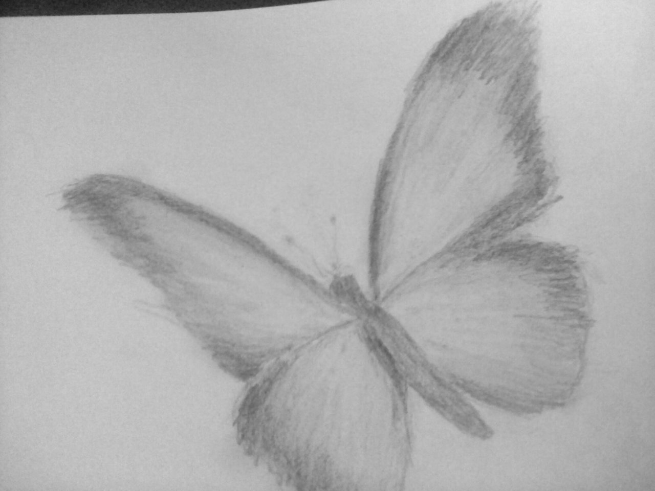 Бабочка с тенями карандашом