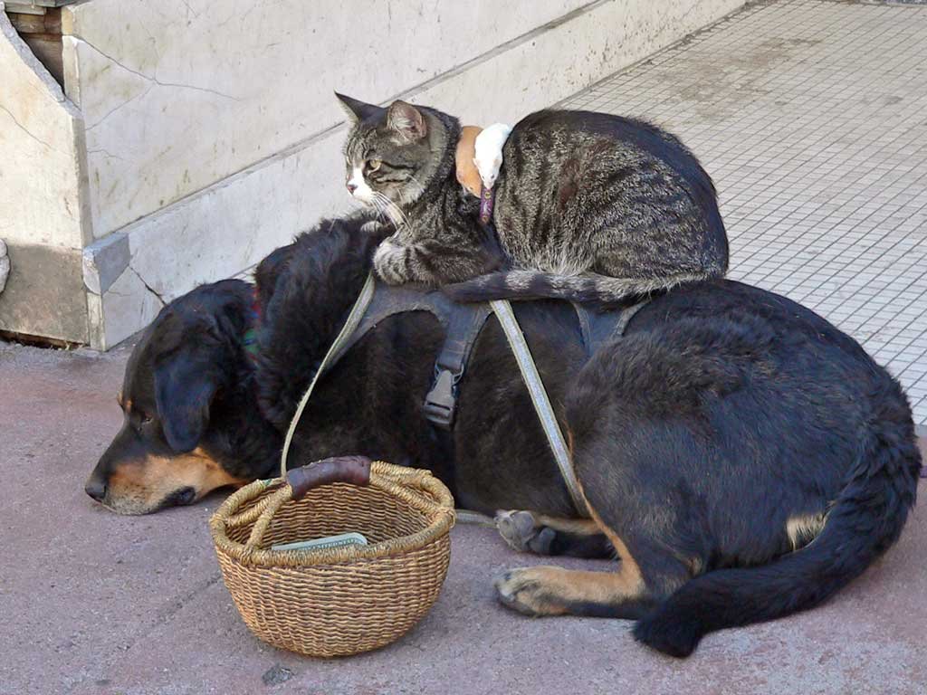 Била кота. Кот верхом на собаке. Кошка бьет собаку. Собака верхом на коте. Верхом на кошке.