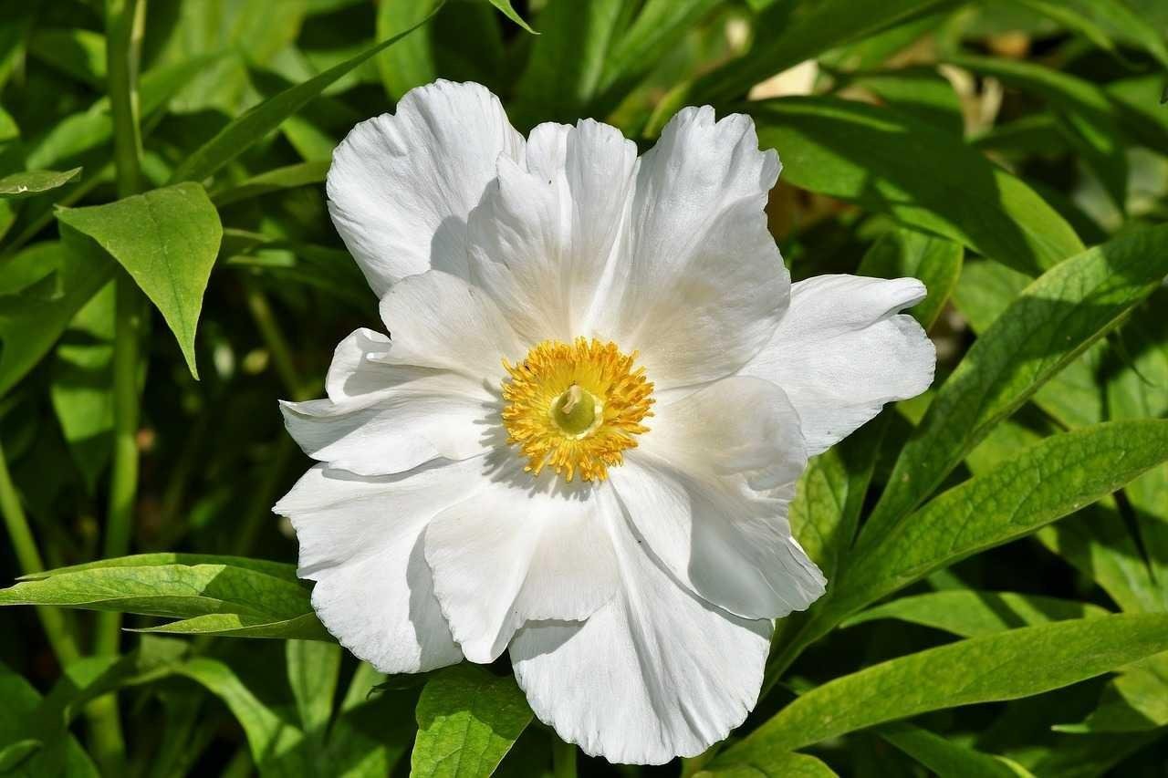 Белые цветы название. Пион early Windflower. Anemone Peony. Callis White цветок. Cluchi White цветок.