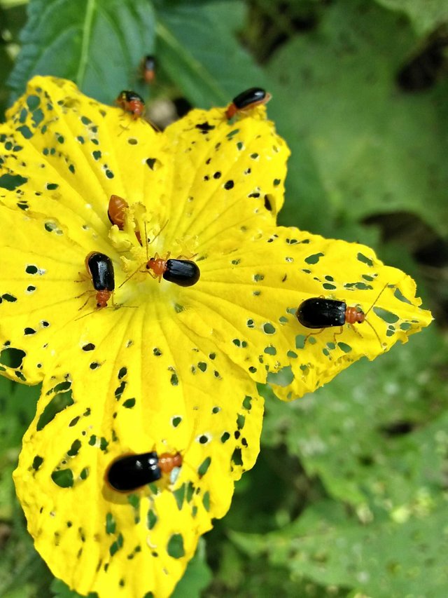 hama pada tanaman hias