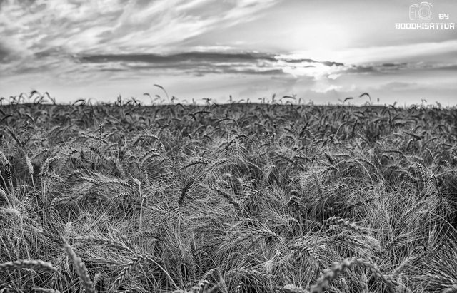 Черно белое фото поле MONOMAD PHOTOGRAPHIC CHALLENGE - Wheat - Steemit
