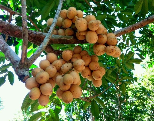 Premium Photo Longkong fruit on black
